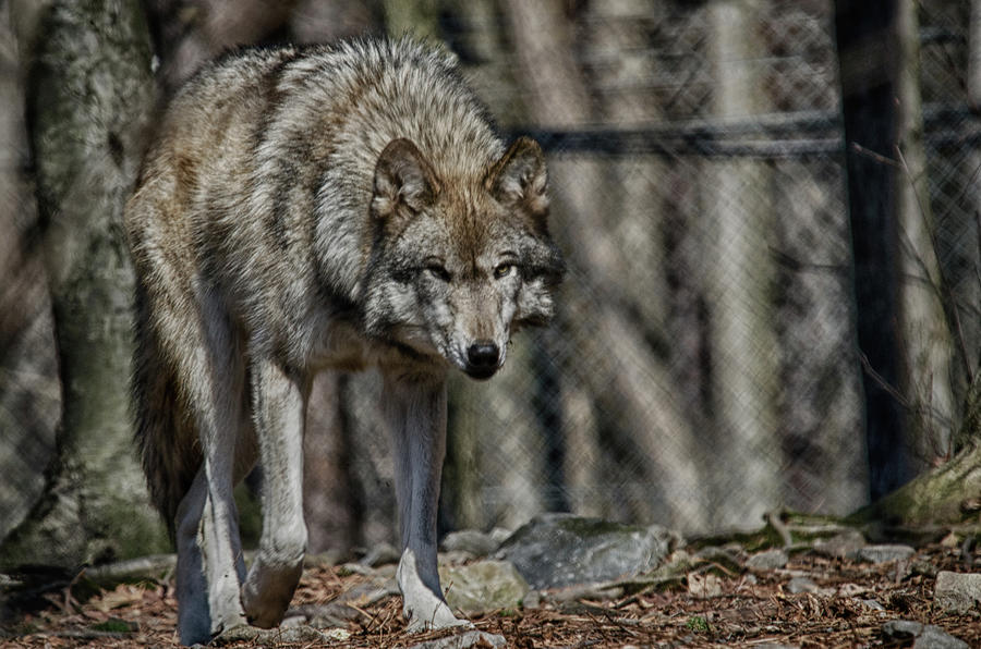 Wolf Stalking Photograph by Crystal Wightman