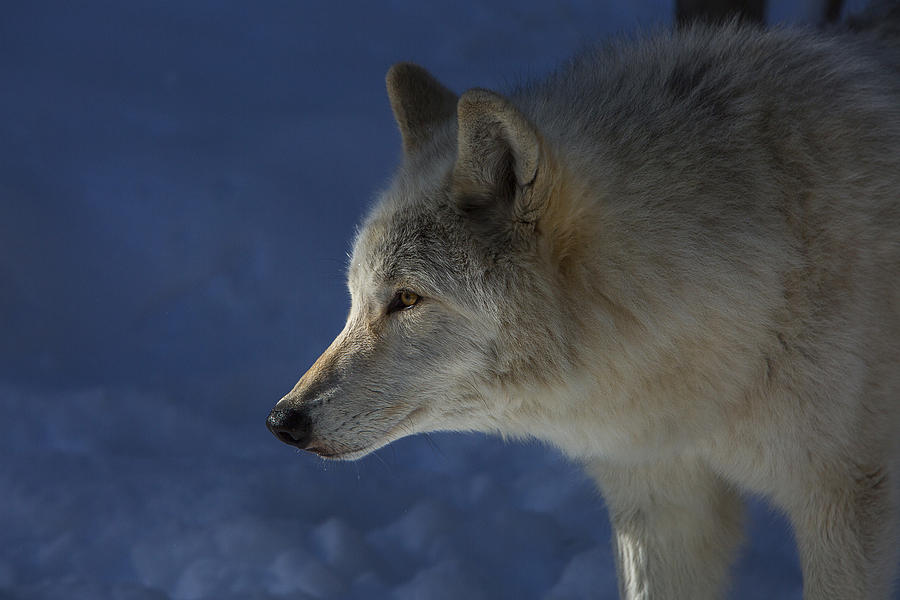 Wolf Stare Photograph by Jeff Shumaker