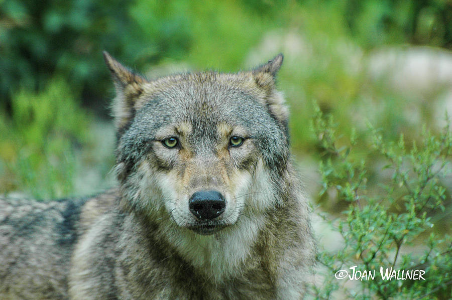 Wolf stare Photograph by Joan Wallner