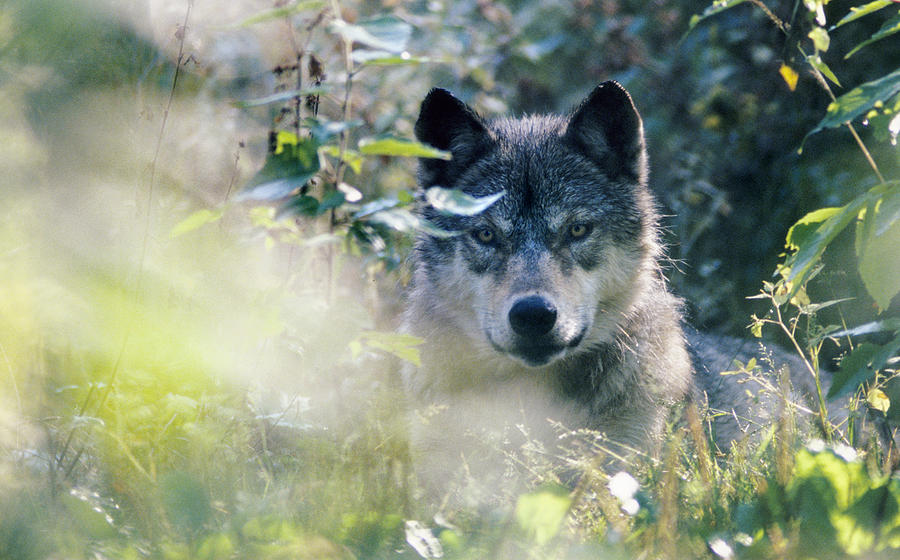 Wolf Stare Photograph by Steve Somerville