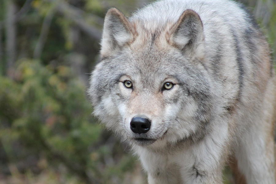 Wolf Stare Photograph by Teresia Moore | Fine Art America