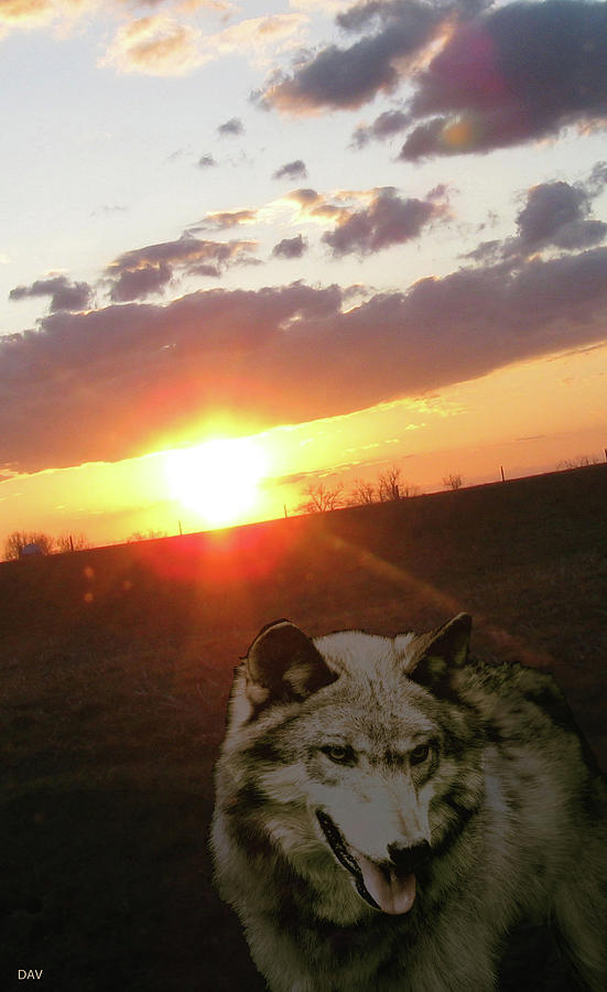Wolf Sunset Photograph by Debra     Vatalaro