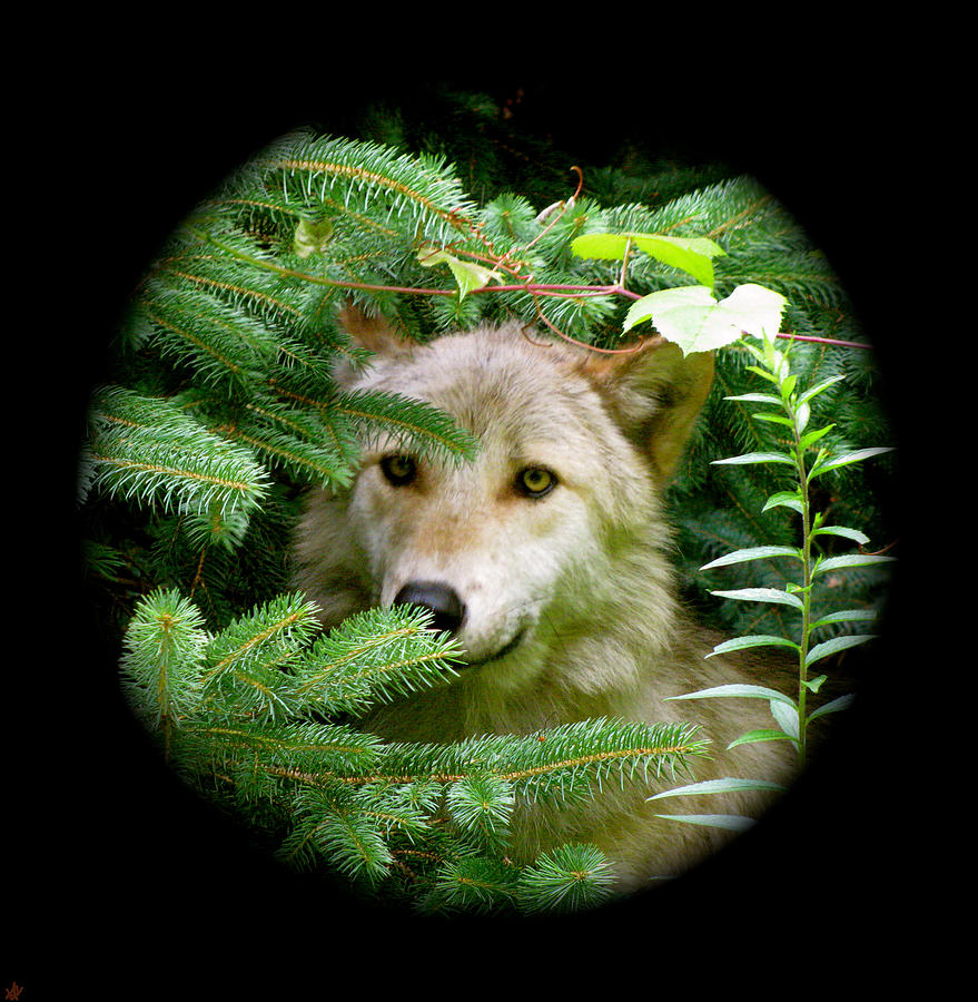 Wolf Thick Of The Woods Photograph by Debra     Vatalaro