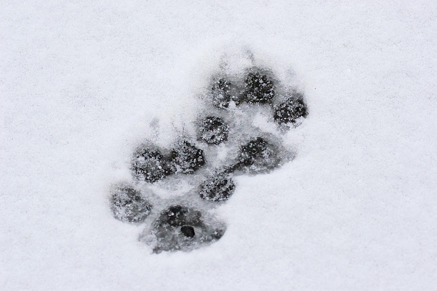 Wolf Tracks Photograph by Mark Miller