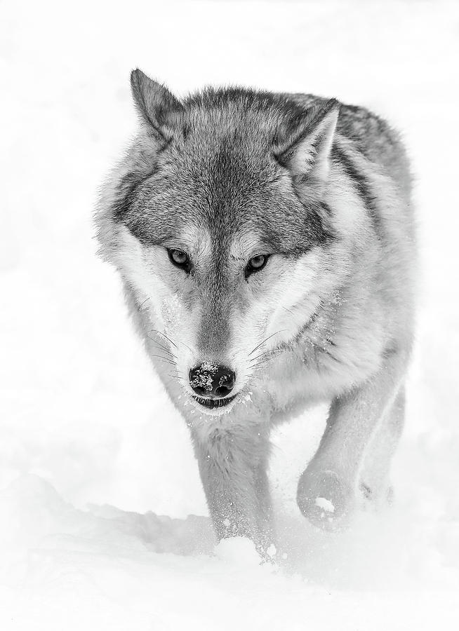 Wolf Trekking In The Snow Photograph by Athena Mckinzie