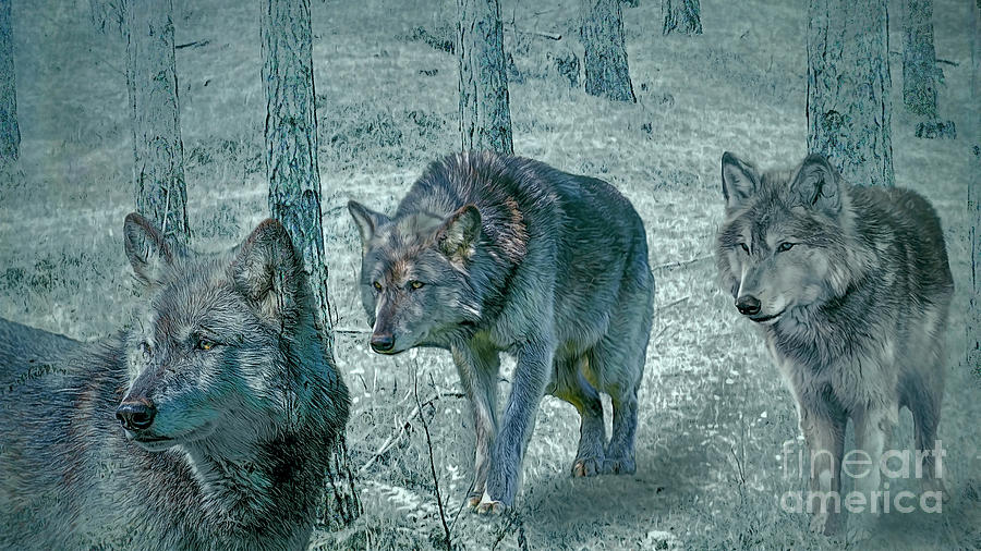 Wolf Trio Photograph by Brian Tarr