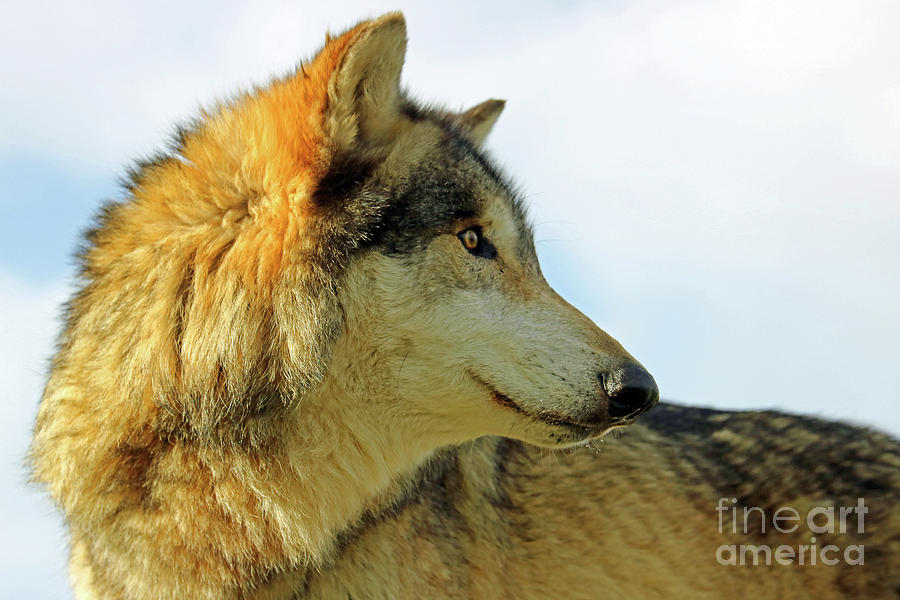 Wolf Watch 2 Photograph by Steve Gass