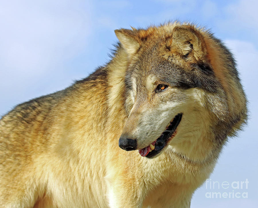 Wolf Watch Photograph by Steve Gass