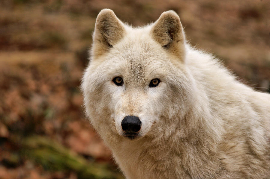Wolf Watching Photograph by Sandy Keeton