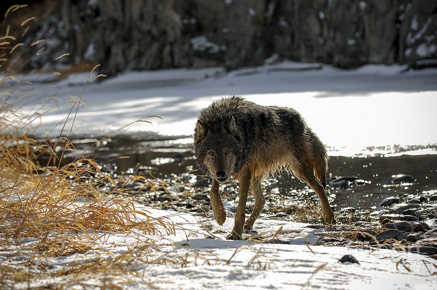 Wolf Winter Photograph by Wildlife Fine Art