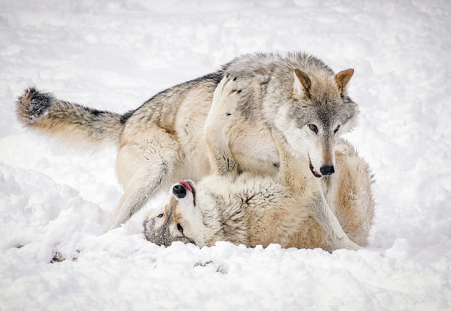 Wolf Winter Wonderland Photograph by Athena Mckinzie