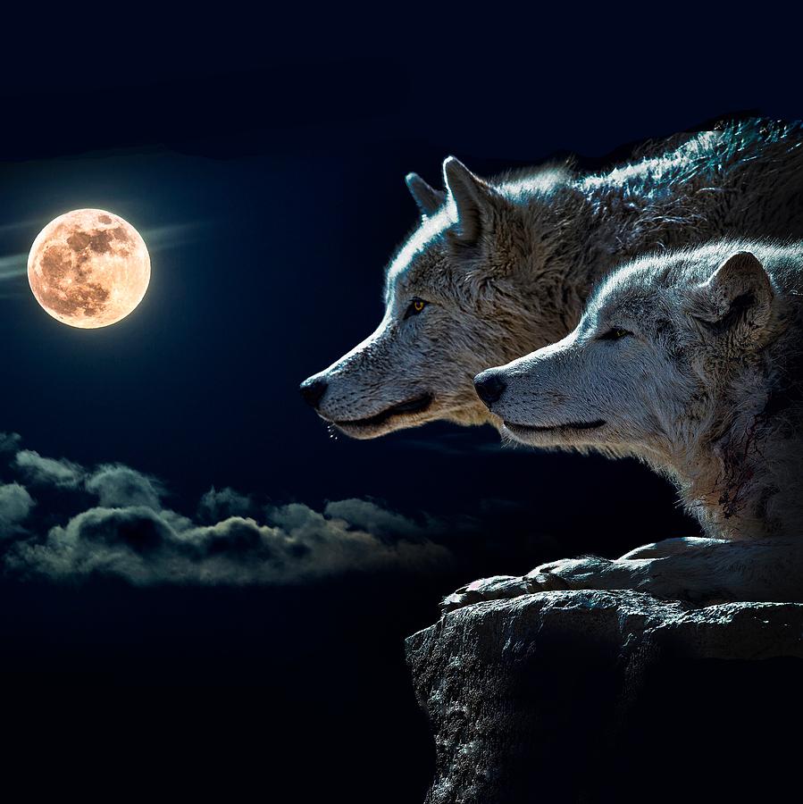 Wolf Wolves Howling at the Full Moon Photograph by Johnnie Art