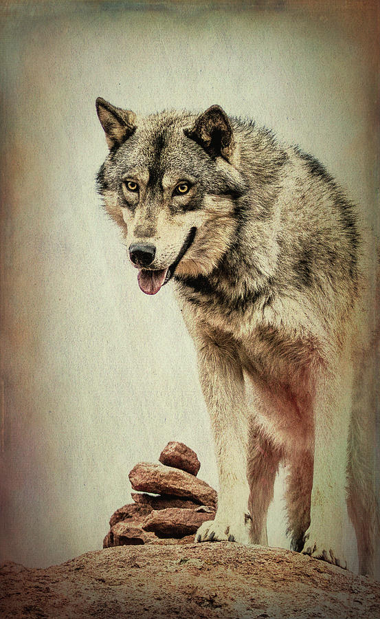 Wolf Wonder by Vicki Stansbury Wolf Wonder by Vicki Stansbury