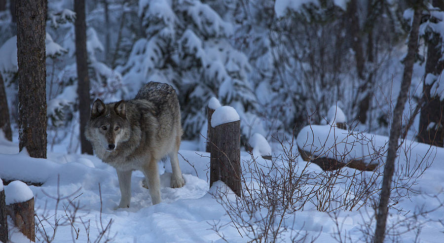Wolf Wonderland Photograph by Jeff Shumaker