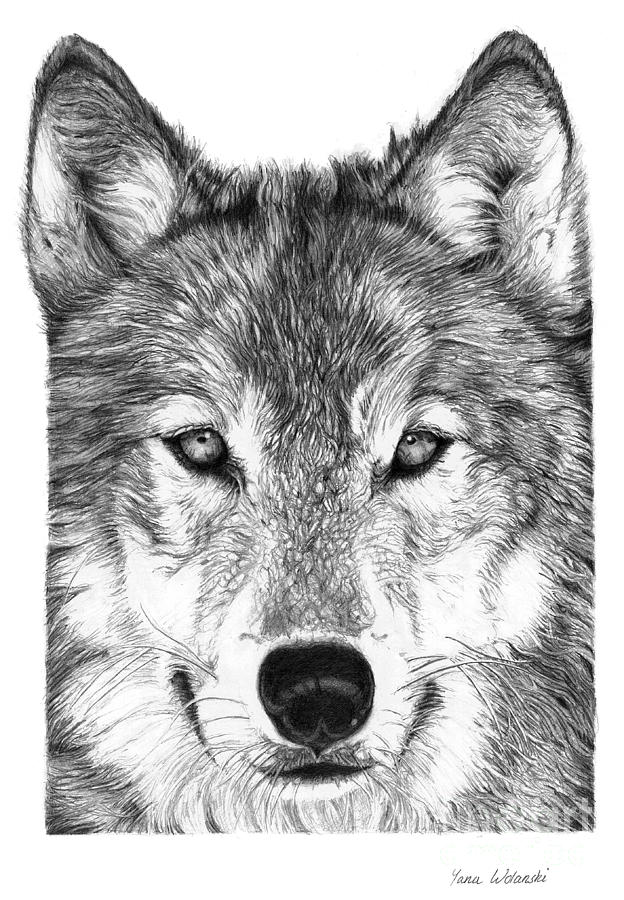 Portrait Drawing - Wolf by Yana Wolanski