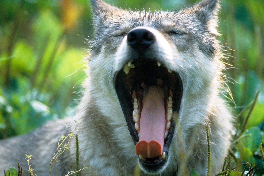 Wolf Yawn Photograph by Steve Somerville