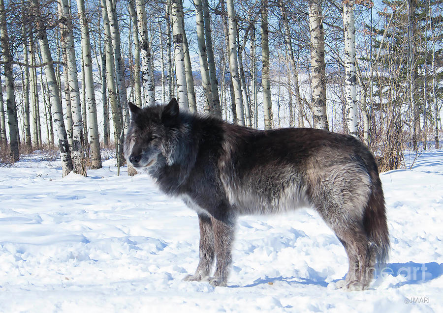 Wolfdog Photograph by Jacquelinemari