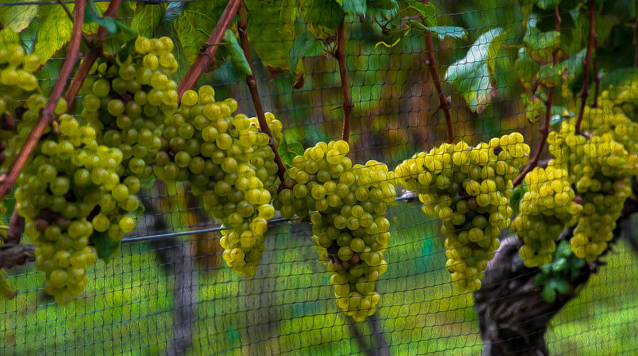 Wolffer Vineyards Chardonnay Long Island Photograph by Stan Dzugan Pixels