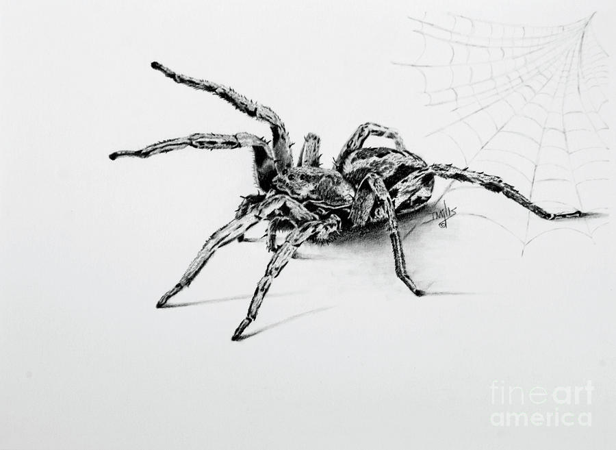 Spider Drawing - Wolfie by Terri Mills