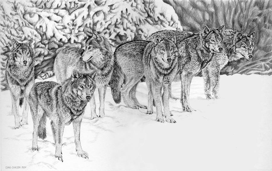 pack of wolves drawing