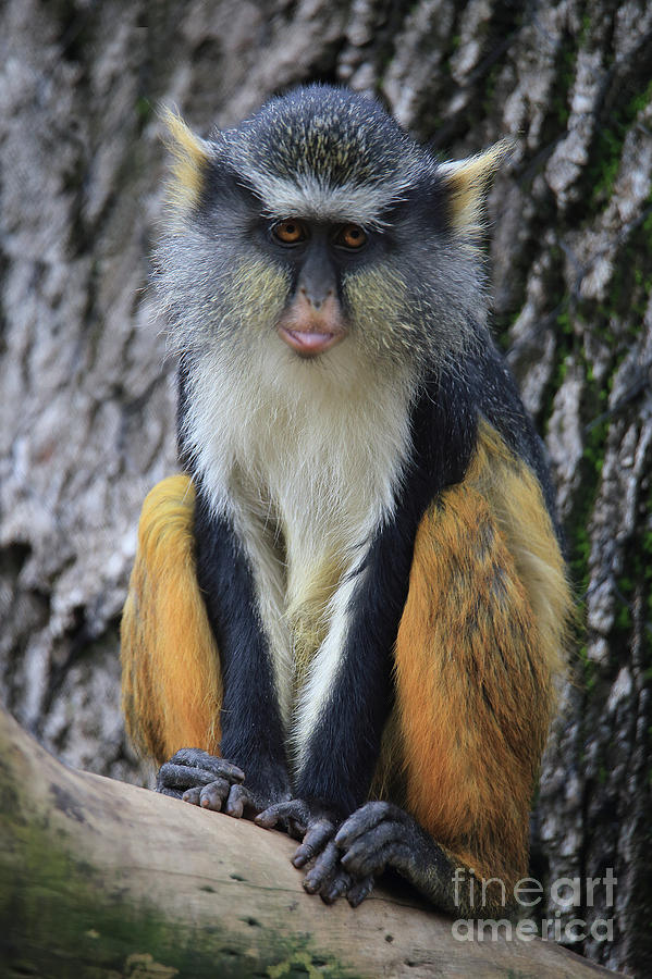 Wolf's guenon-3 Photograph by Robert Chaponot