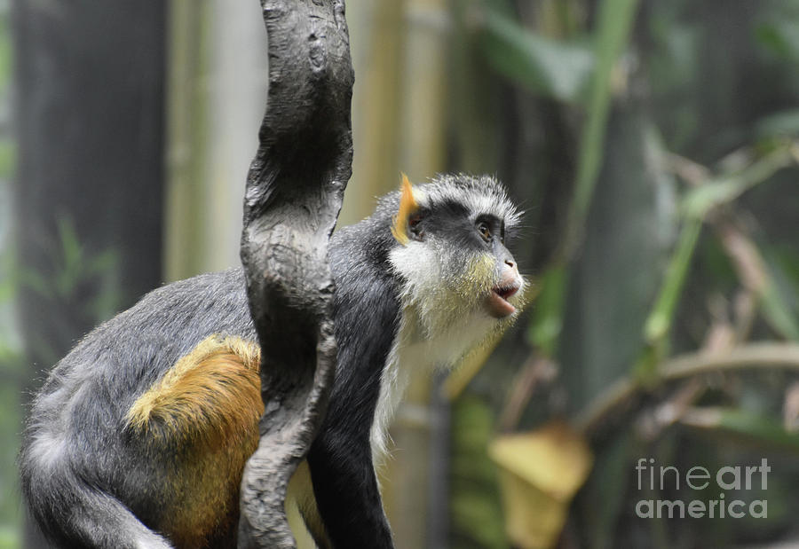 Wolfs Guenon Monkey Sitting Back on Its Haunches Photograph by DejaVu Designs