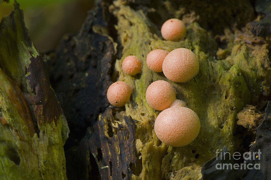 Wolfs Milk Slime Mold Photograph by Steen Drozd Lund