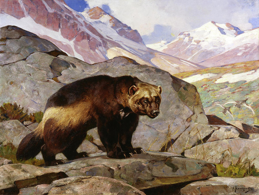 Wildlife Painting - Wolverine in a Rocky Mountain Landscape, Alberta by Rungius Carl