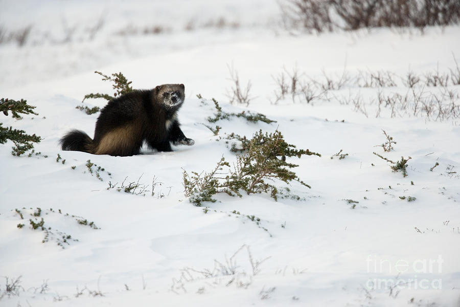 Winter Photograph - Wolverine in Winter by Tim Grams