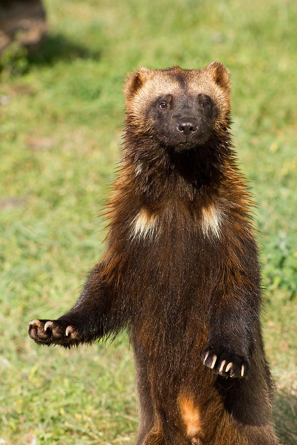 Wolverine Photograph by Joseph Skalny Wolverine Photograph by Joseph Skalny