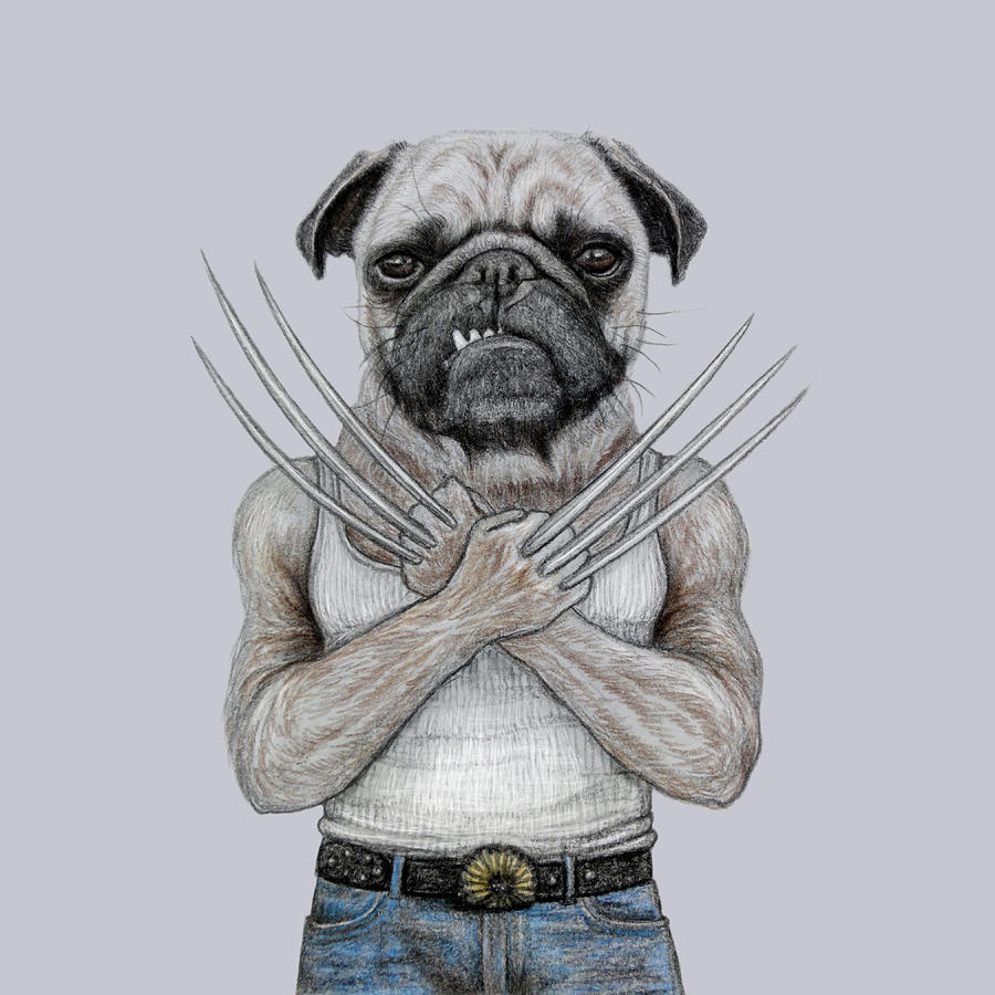 Wolverine Pug  Drawing  by Wind Zao