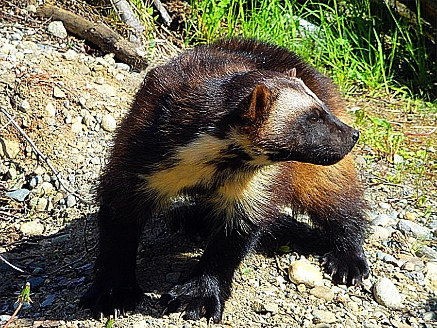 Wildlife Photograph - Wolverine Wilderness by Kathy Kelly