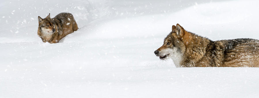 Wolves Photograph by Arterra Picture Library