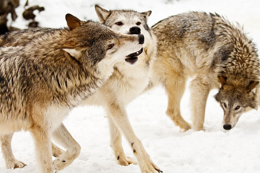 Wolves at play Photograph by Melody Watson Wolves at play Photograph by Melody Watson