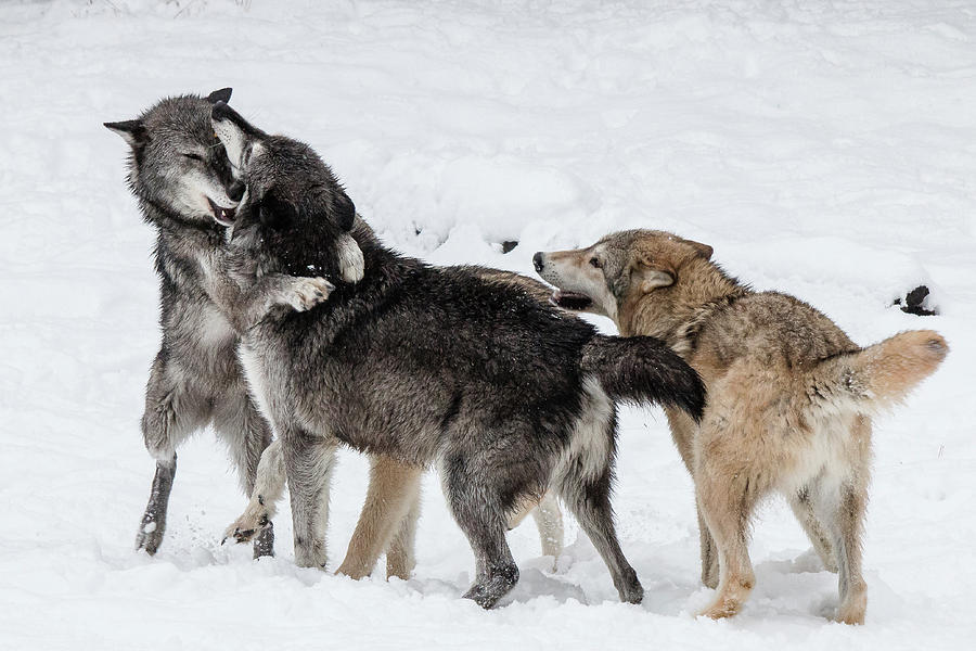 Wolves at Play Photograph by Teresa Wilson