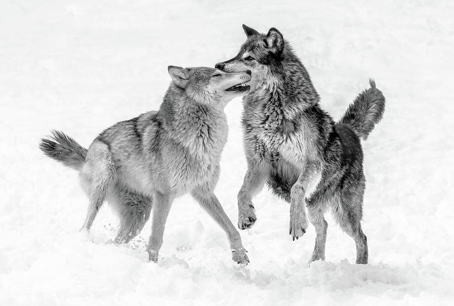 Wolves BW XV Photograph by Athena Mckinzie