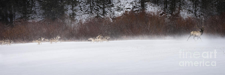 Wolves Chasing Elk Photograph