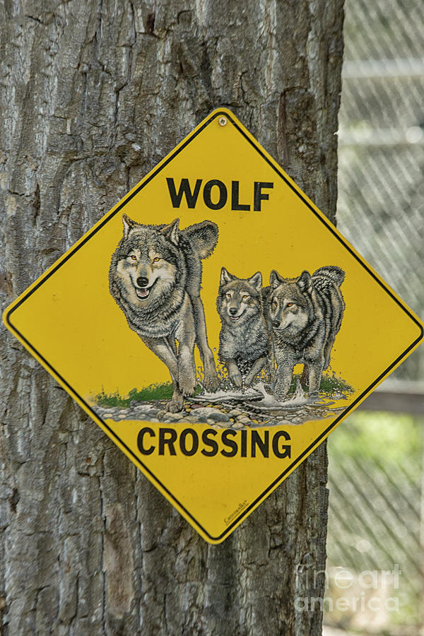 Wolves crossing Photograph by Patricia Hofmeester