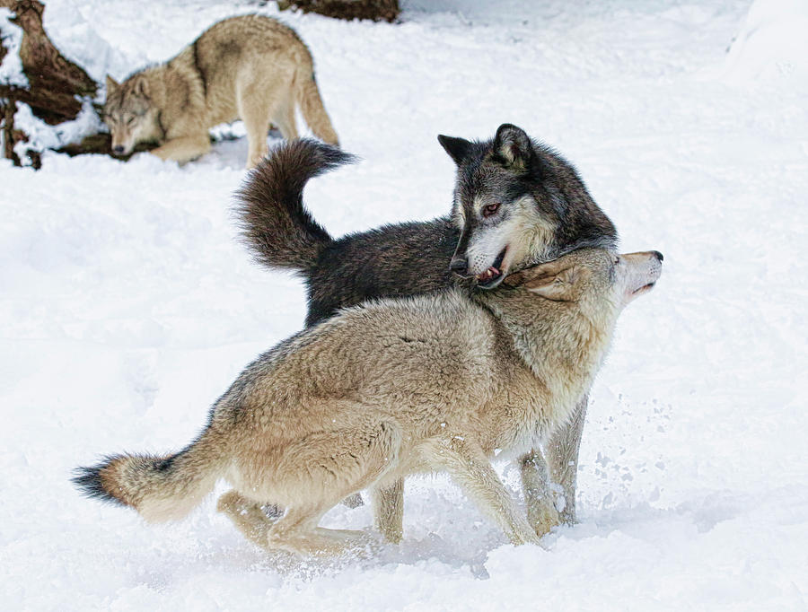 Wolves in Cold Winter Photograph by Steve McKinzie
