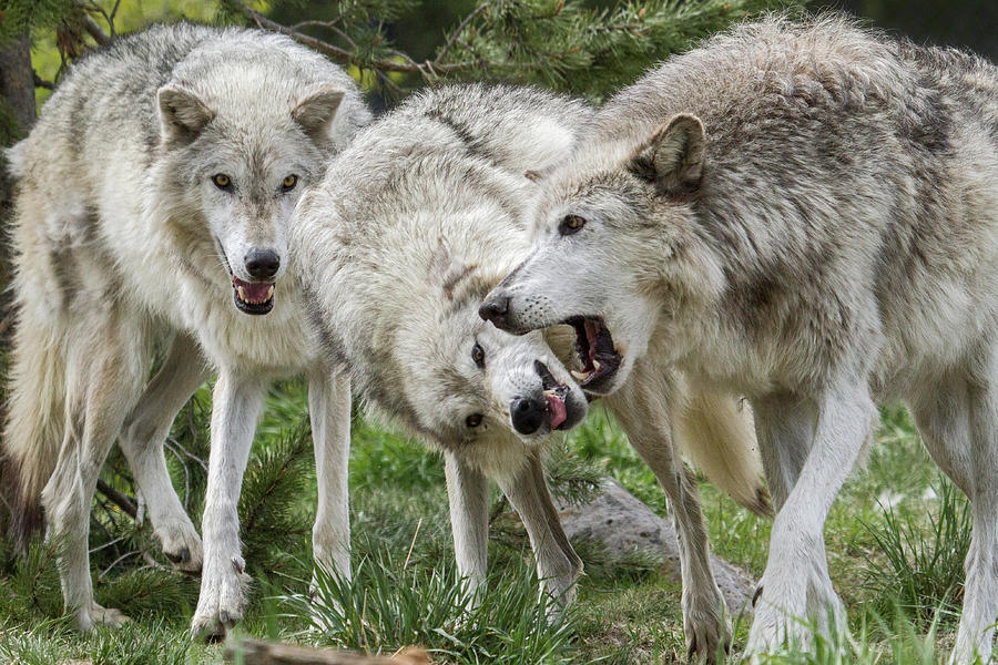 Wolves Playing Photograph by Wesley Aston