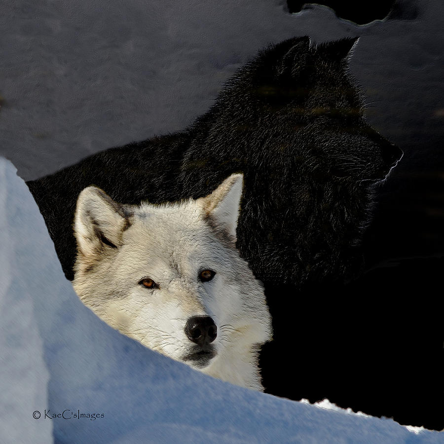 Wolves Photograph - Wolves, Real and Surreal by Kae Cheatham