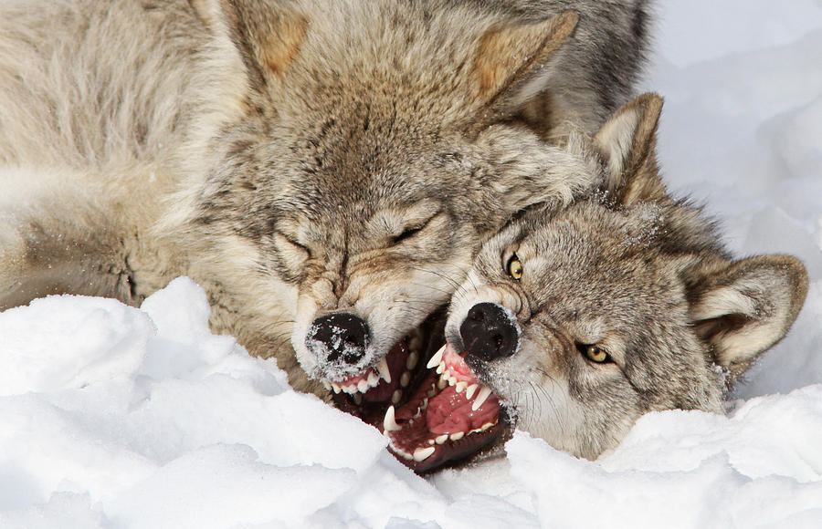 Winter Photograph - Wolves Rules by Mircea Costina