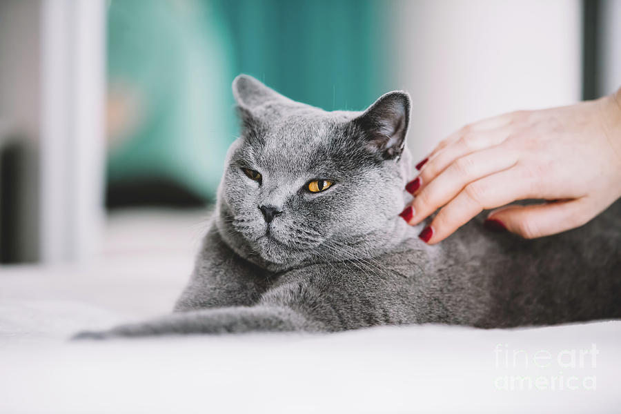 Woman petting a fluffy grey cat on the back. Photograph by Michal Bednarek