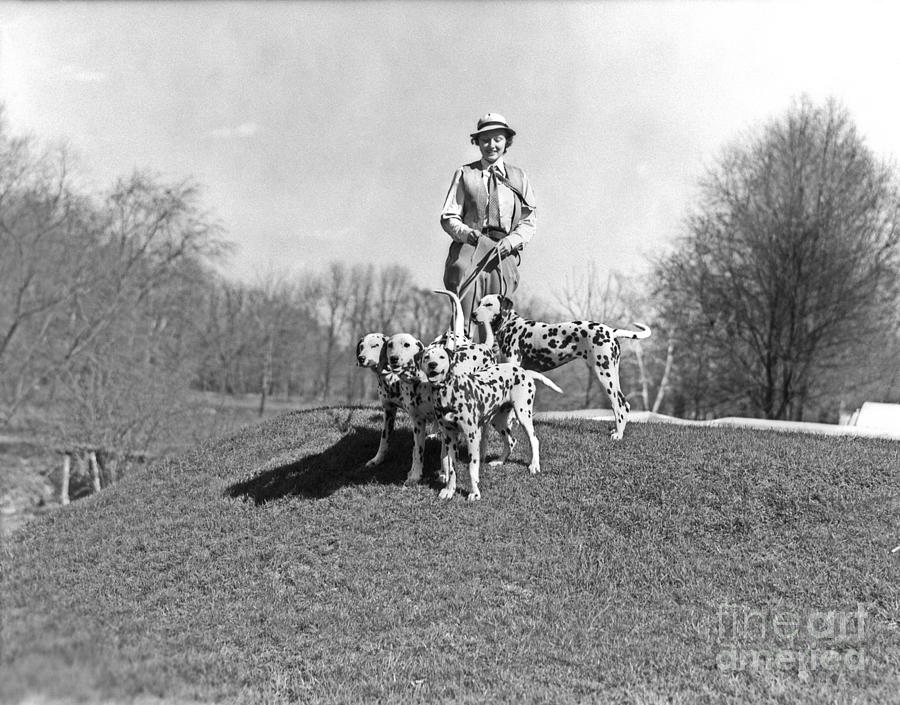 Woman Walking Dalmations, C.1930s Photograph by H. Armstrong Roberts/ClassicStock