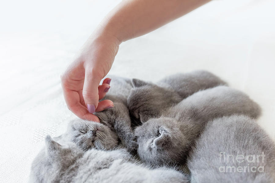 Womans hand petting a cluster of cats. British Shorthair. Photograph by Michal Bednarek