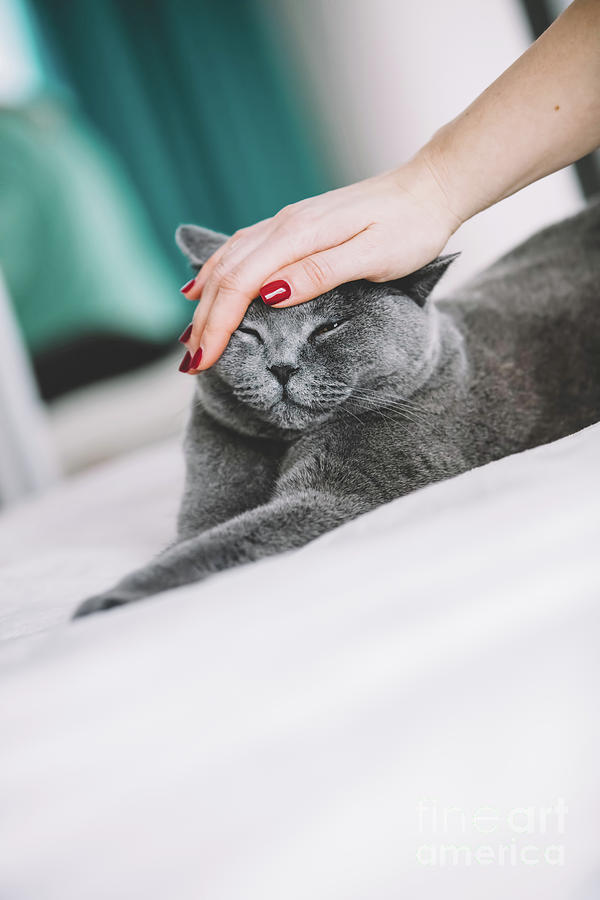 Womans hand petting a grey cat. Photograph by Michal Bednarek