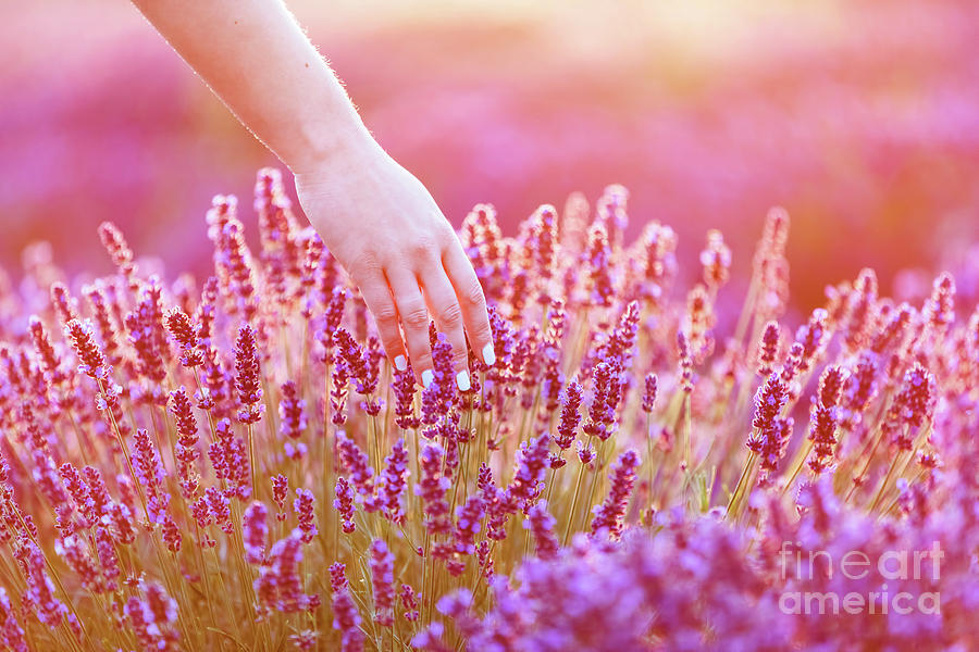 Womans hand softly touching lavender flowers at sunset. Photograph by Michal Bednarek