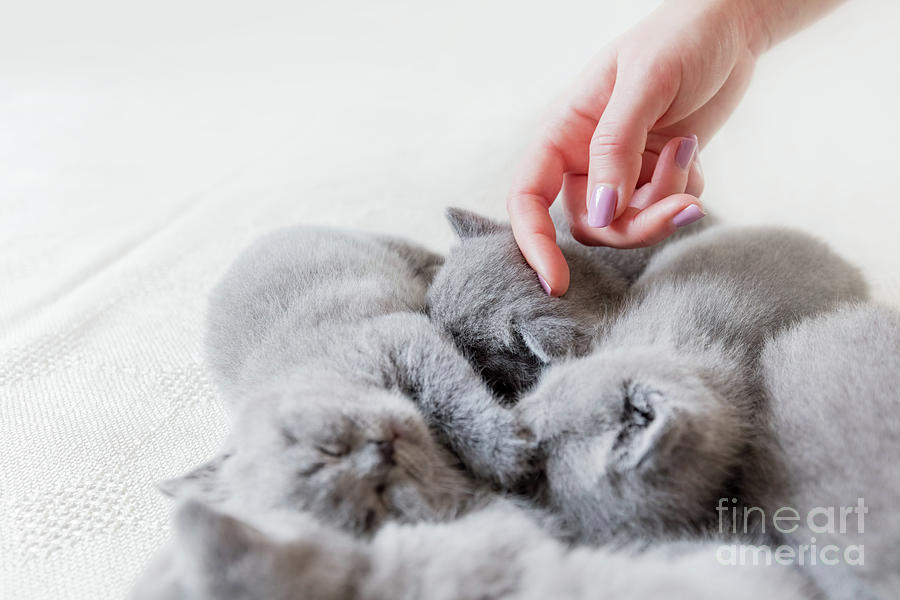 Womans hand touching one of sleeping cats. British shorthair. Photograph by Michal Bednarek