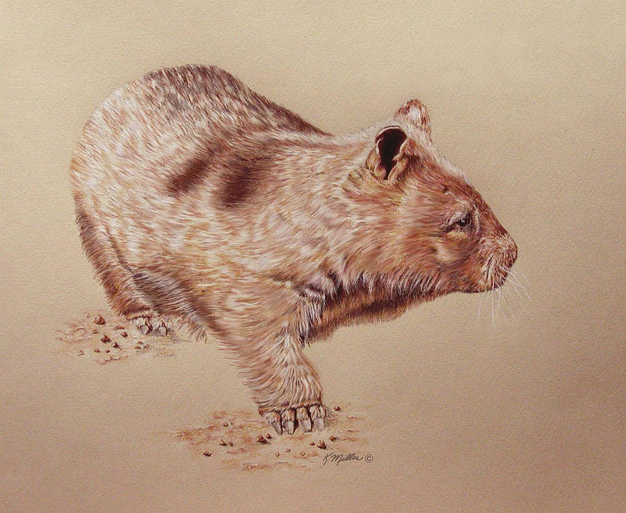 Wombat Drawing by Kathie Miller