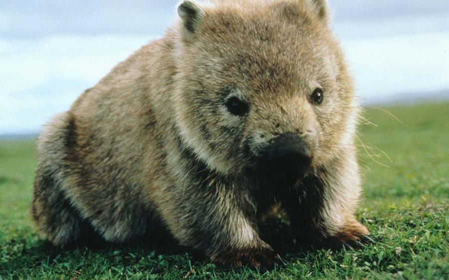 Wildlife Digital Art - Wombat by Super Lovely